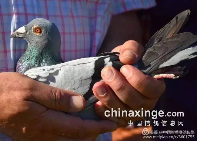 比利时选手表现优异,卓越夺金!的简单介绍 比利时选手表现优异,卓越夺金!的简单介绍